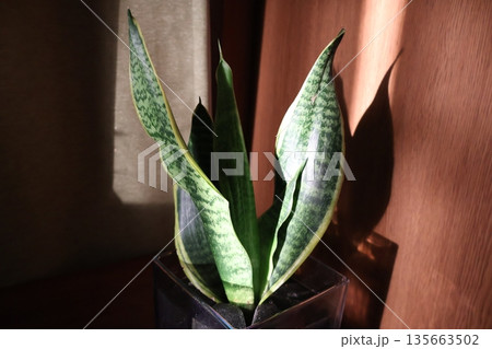 リビングに置かれたサンスベリア 135663502