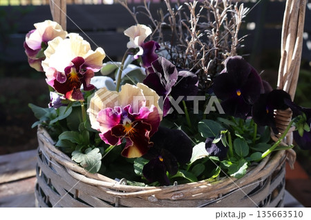 フリルパンジーと黒ビオラの寄せ植え 135663510