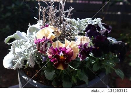 フリルパンジーとシルバーリーフの寄せ植え 135663511