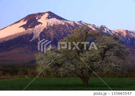 岩手山と満開の桜 135663547