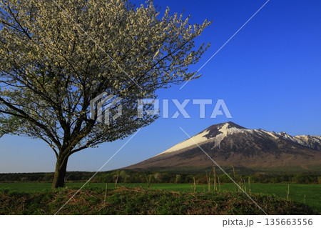 岩手山と満開の桜 岩手山と満開の桜 135663556