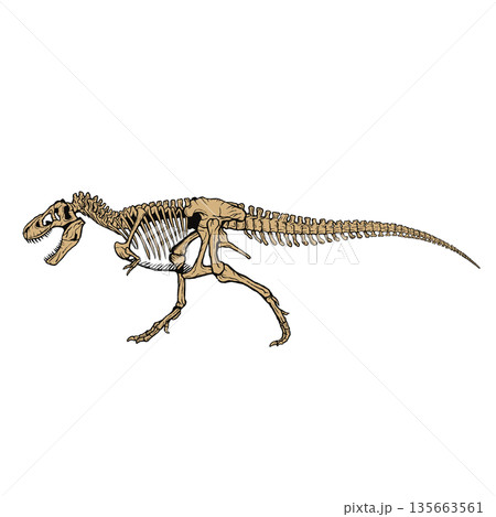 ティラノサウルスの全身骨格 化石 135663561