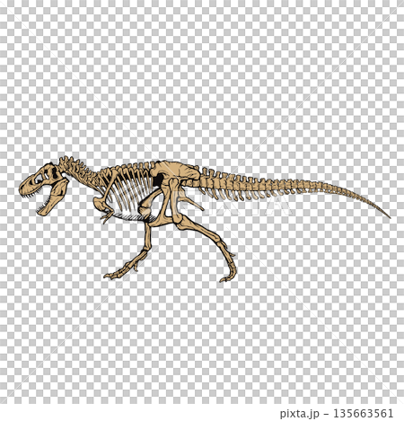 ティラノサウルスの全身骨格 化石 135663561