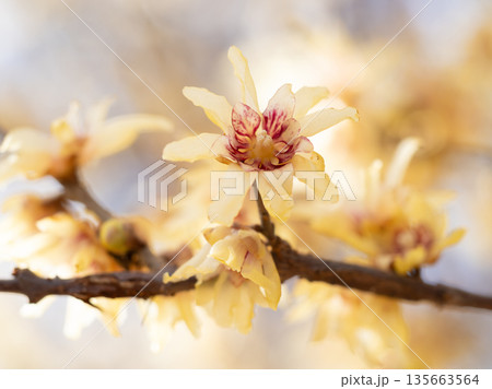冬の陽を透かす蝋梅 135663564