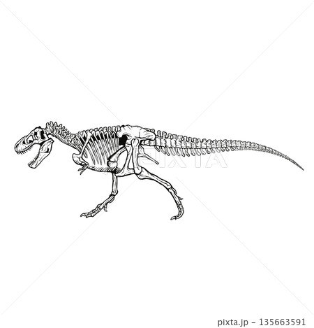 ティラノサウルスの全身骨格標本 化石 モノクロ 135663591