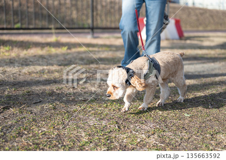 散歩する犬 135663592