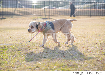 散歩する犬 散歩する犬 135663593