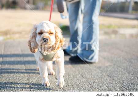 散歩する犬 散歩する犬 135663596