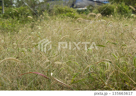 It is a meadow full of Setaria viridis. 135663617