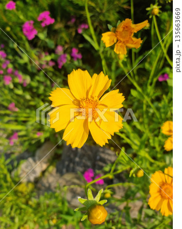 Golden-Wave flower on nature background 135663669