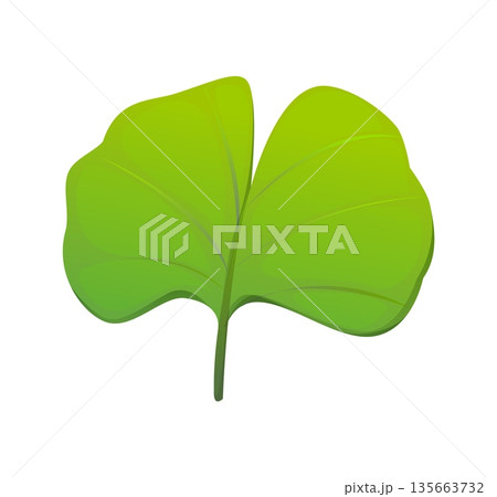 Cartoon ginkgo tree leaf China culture icon or item. Asian isolated green ginkgo leaf, Chinese tradition cartoon vector plant. China culture tree symbol or Asia medicine icon Cartoon ginkgo tree leaf China culture icon or item. Asian isolated green ginkgo leaf, Chinese tradition cartoon vector plant. China culture tree symbol or Asia medicine icon 135663732
