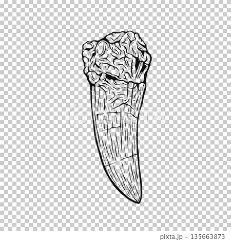 Tyrannosaurus tooth fossil monochrome Tyrannosaurus tooth fossil monochrome 135663873