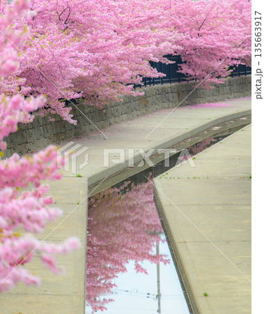 淀水路の河津桜 淀水路の河津桜 135663917