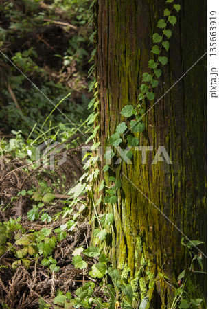 Oak pillars and ivy . Oak pillars and ivy . 135663919