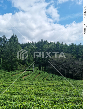 This is a view of a green tea field in Korea. 135663920