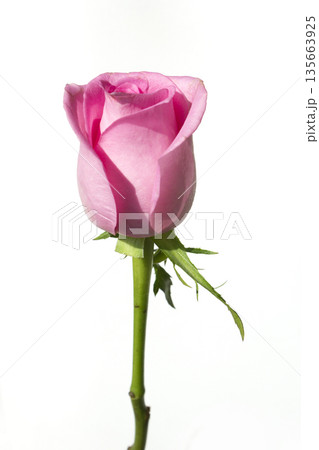 It is a single rose 135663925
