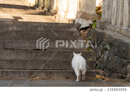 琴弾八幡宮の階段の猫 琴弾八幡宮の階段の猫 135663956