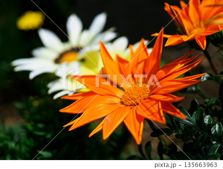 ガザニアのイメージ 135663963