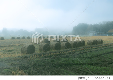 霧の中の麦稈ロール　収穫後の畑に置かれているかわいい麦わらロール 135663974