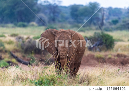 African elephant in Samburu National Reserve 135664191