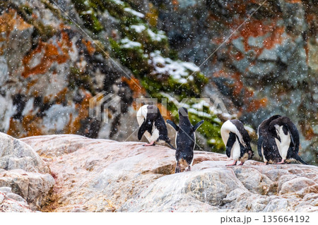 Shinstrap Penguins in the snow Shinstrap Penguins in the snow 135664192