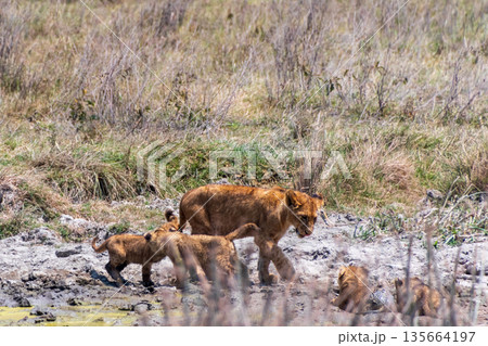 Lion Cubs in the Ngorogoro Crater Lion Cubs in the Ngorogoro Crater 135664197