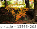 日本の秋　紅葉風景 135664208