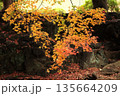 日本の秋　紅葉風景 135664209