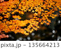 日本の秋　紅葉風景 135664213
