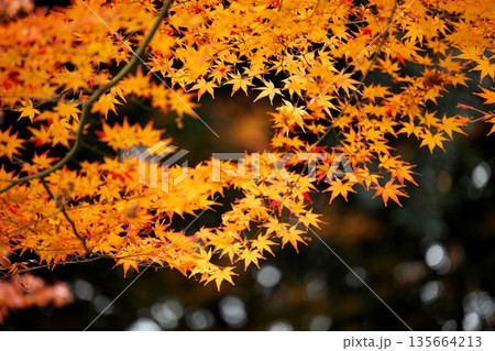 日本の秋 紅葉風景 日本の秋 紅葉風景 135664213
