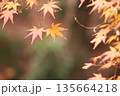日本の秋　紅葉風景 135664218