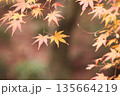 日本の秋　紅葉風景 135664219