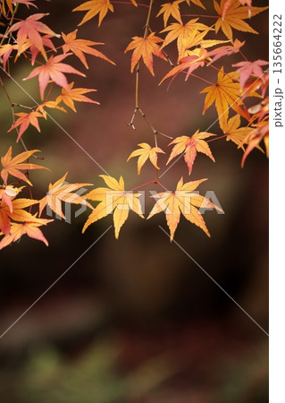 日本の秋 紅葉風景 日本の秋 紅葉風景 135664222