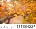 日本の秋　紅葉風景 135664227