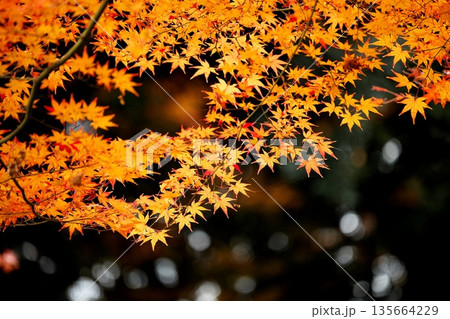 日本の秋　紅葉風景 135664229