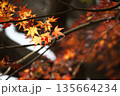 日本の秋　紅葉風景 135664234