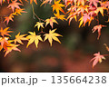 日本の秋　紅葉風景 135664238