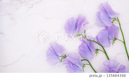 春のスイートピーと大理石の背景素材 135664398