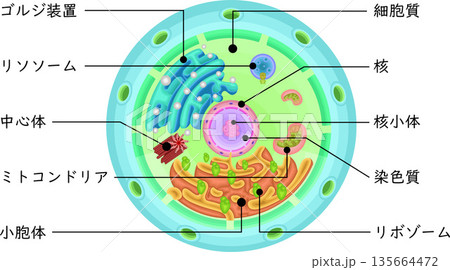 細胞　構造　イラスト　日本語 135664472