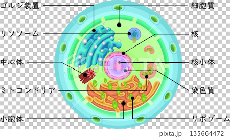 細胞　構造　イラスト　日本語 135664472