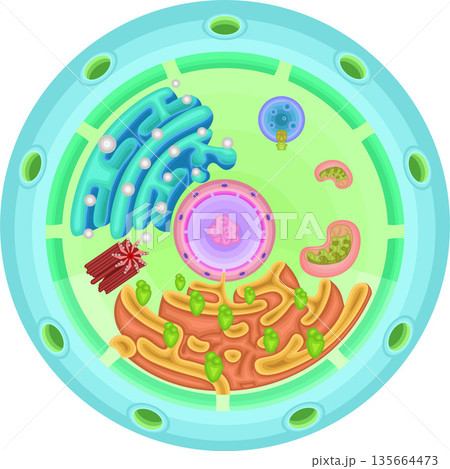 細胞 構造 イラスト 細胞 構造 イラスト 135664473