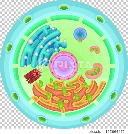 細胞 構造 イラスト 細胞 構造 イラスト 135664473