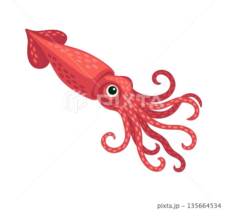 Squid ocean underwater environment animal cartoon character. Ocean aquatic wildlife cute character, coral reef marine squid funny vector mascot. Underwater creature adorable isolated personage 135664534