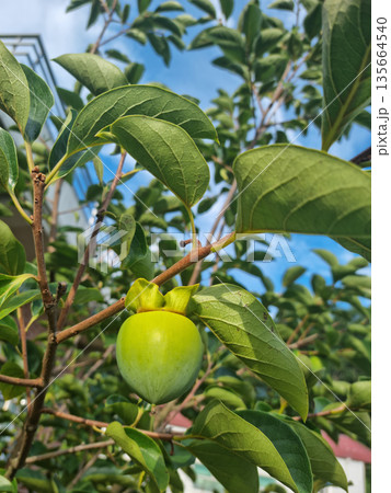 It is a persimmon tree with unripe persimmons. 135664540