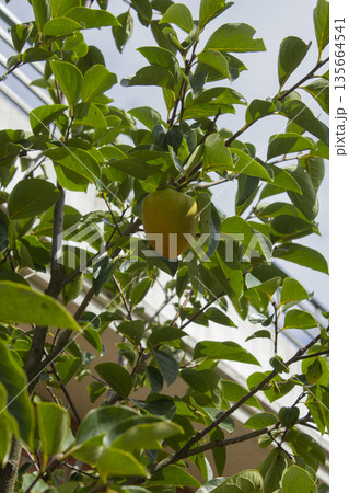 A persimmon tree with ripe orange fruit. A persimmon tree with ripe orange fruit. 135664541