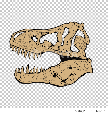 霸王龍頭骨化石 135664793