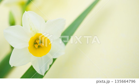 早春の水仙とパステルカラーの背景素材 早春の水仙とパステルカラーの背景素材 135664796