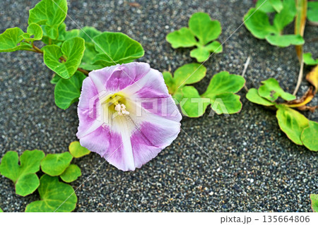 白と赤のハマヒルガオの花（春、五月） 135664806