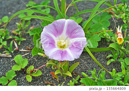 白と赤のハマヒルガオの花(春、五月) 白と赤のハマヒルガオの花(春、五月) 135664809