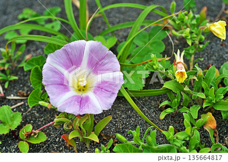 白と赤のハマヒルガオの花（春、五月） 135664817